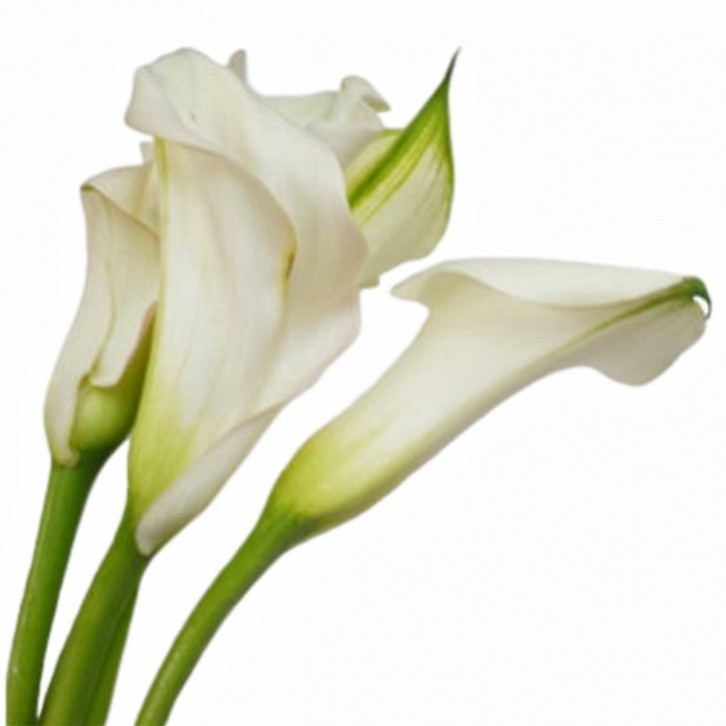 FreshCut Calla Lily