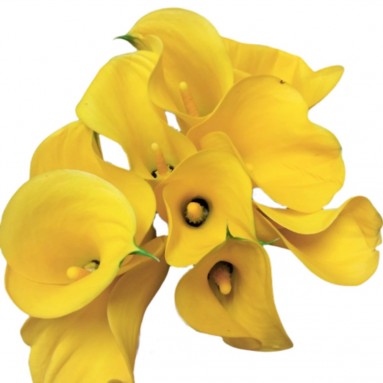 FreshCut Calla Lily