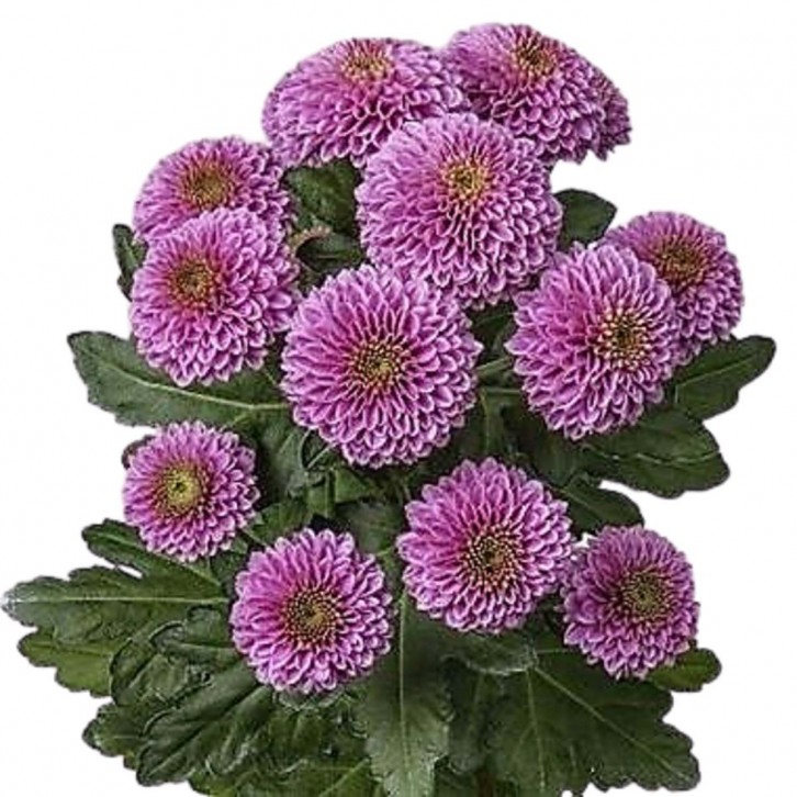 FreshCut Chrysanthemum Mini Pom Pom