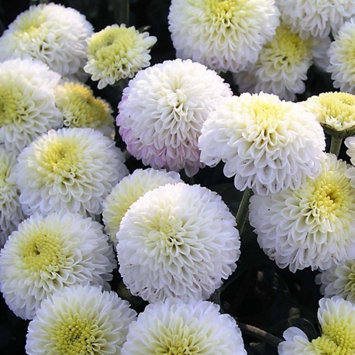 FreshCut Chrysanthemum Mini Pom Pom