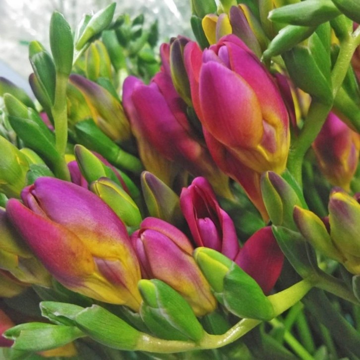 FreshCut Freesia