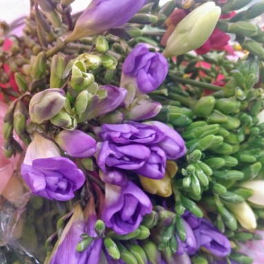 FreshCut Freesia