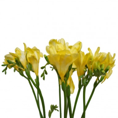 FreshCut Freesia