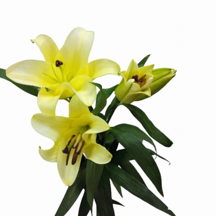 FreshCut Lily