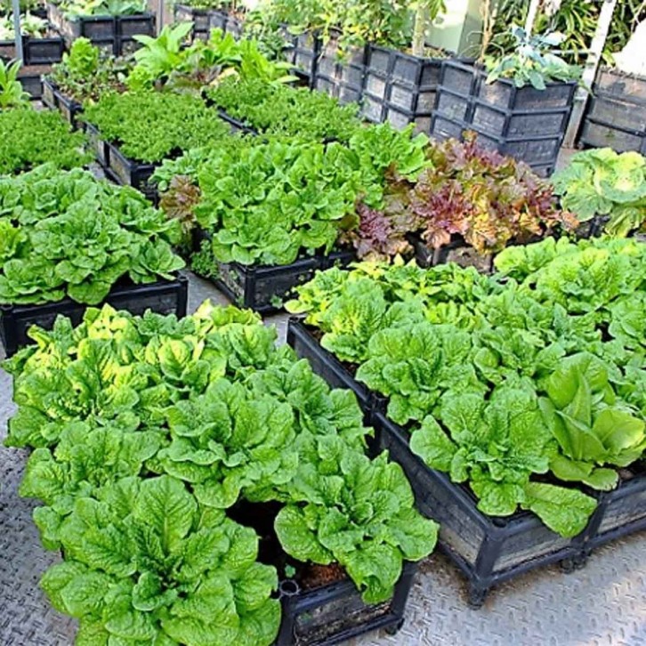 Garden Box GBU01 (Usagi)