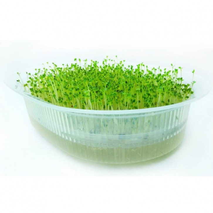 Microgreen Box (Baba)