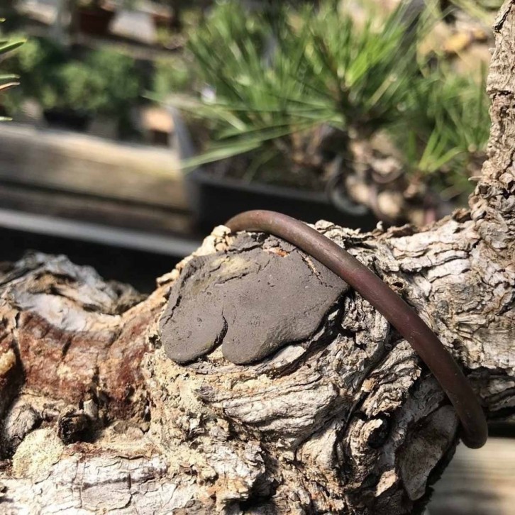 Bonsai Pruning Compound – Wound Sealant (Joebonsai)