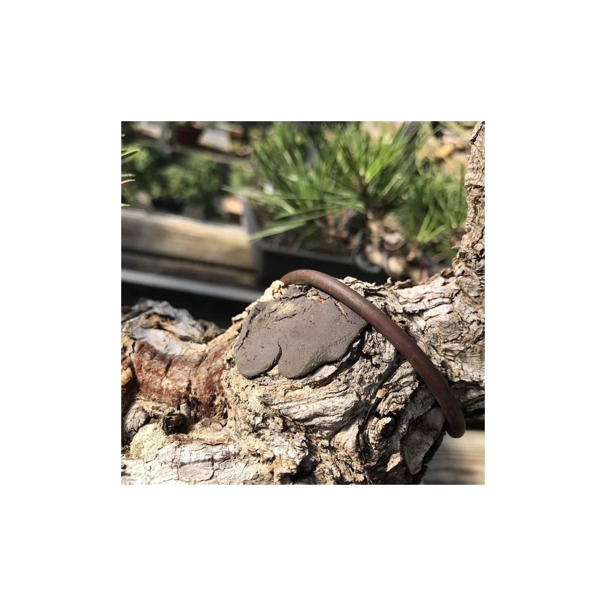 Bonsai Pruning Compound Cut Paste Kiyonal (Joebonsai)