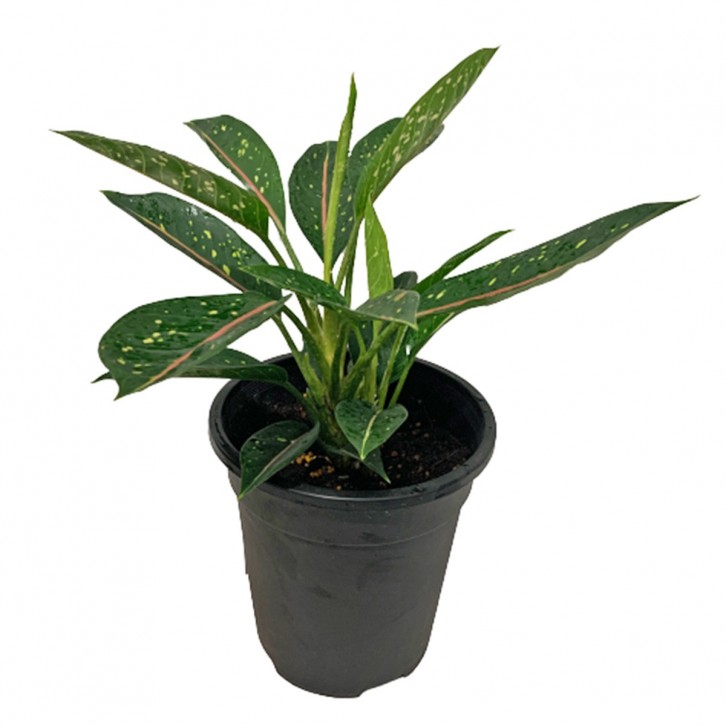 Aglaonema Star