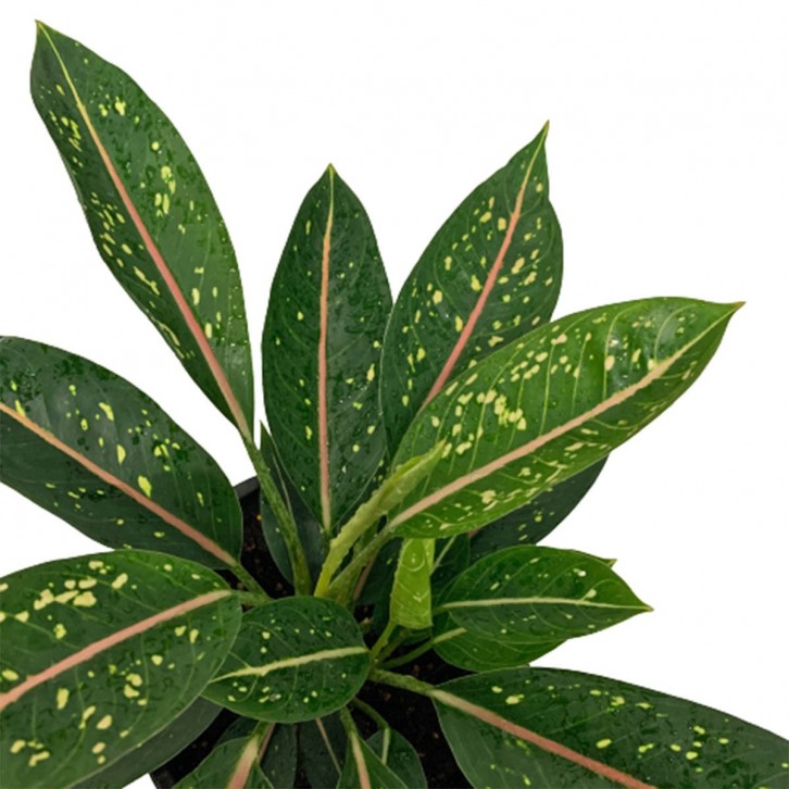 Aglaonema Star