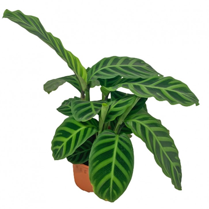 Calathea Zebrina