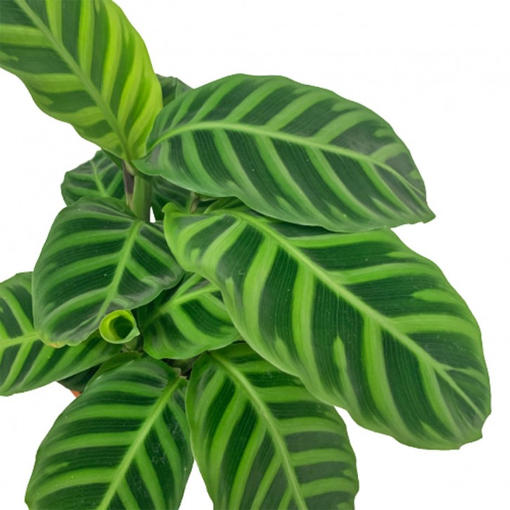 Calathea Zebrina