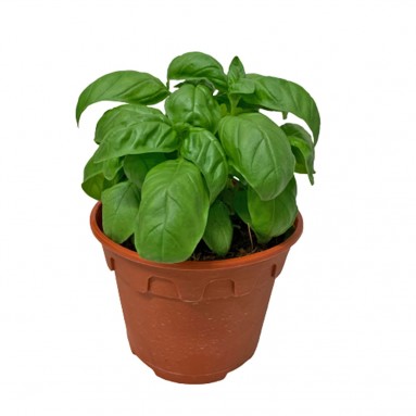 Sweet Basil 甜罗勒 (Ocimum Basilicum)