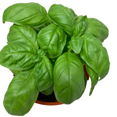 Sweet Basil 甜罗勒 (Ocimum Basilicum)