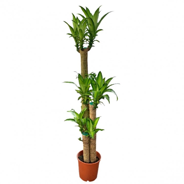 Dracaena Fragrans - Multi Stems (Iron Plant)