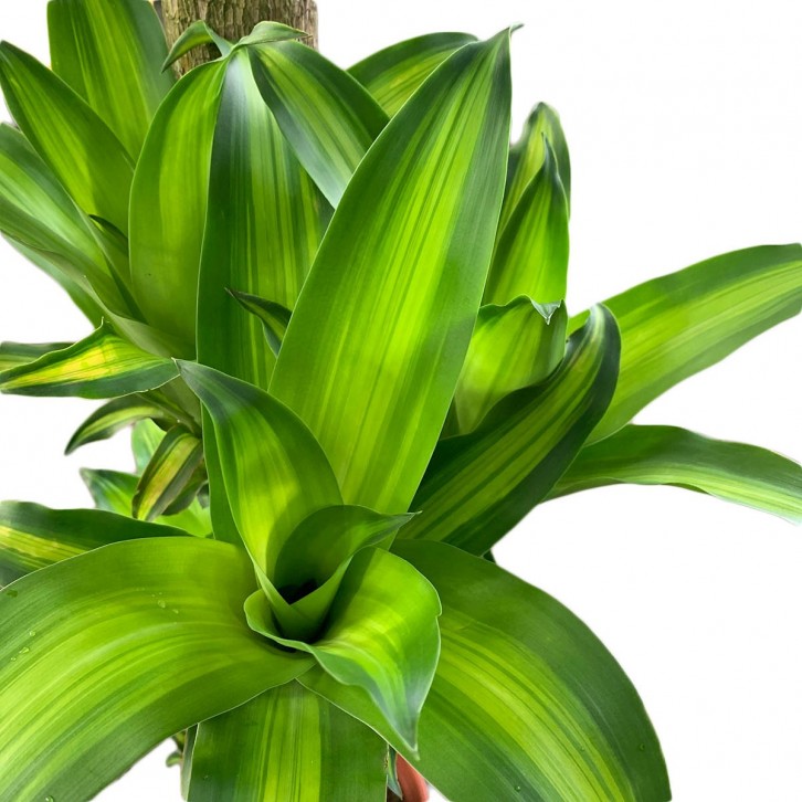 Dracaena Fragrans - Multi Stems (Iron Plant)