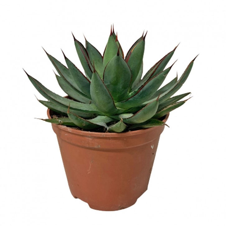 Assorted Agave Cactus