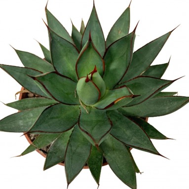 Assorted Agave Cactus
