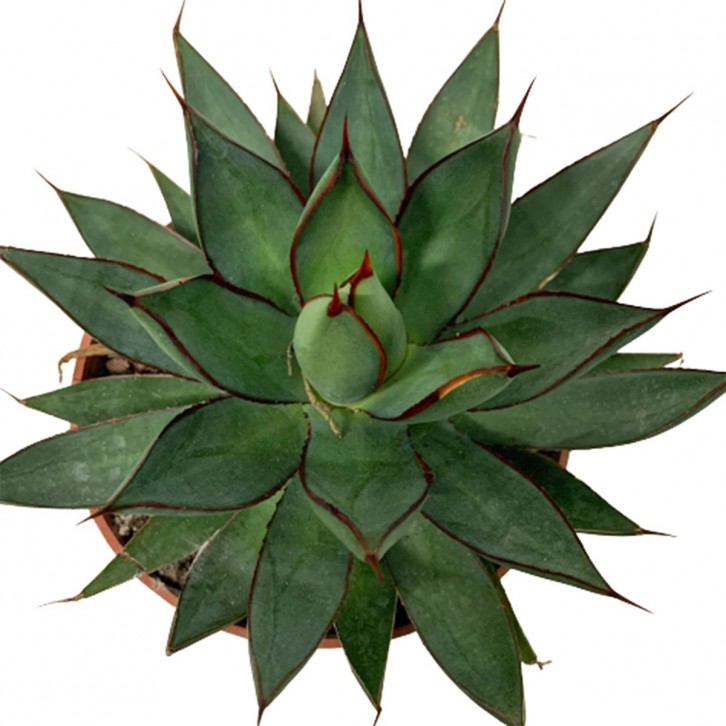 Assorted Agave Cactus