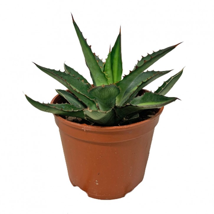 Assorted Agave Cactus