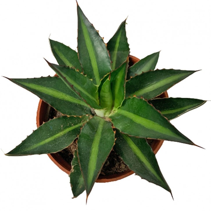 Assorted Agave Cactus