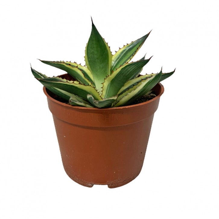 Assorted Agave Cactus
