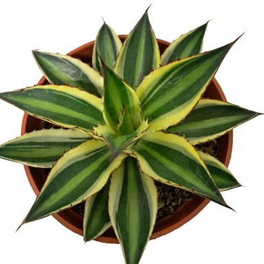 Assorted Agave Cactus