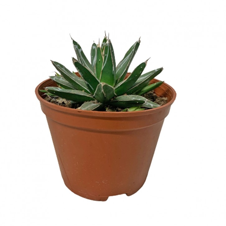 Assorted Agave Cactus