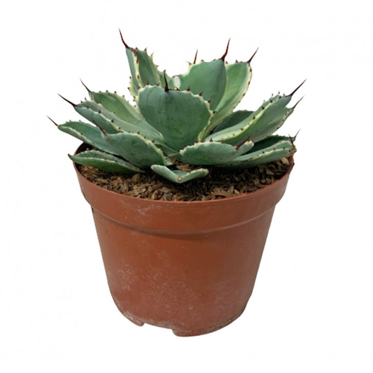 Assorted Agave Cactus