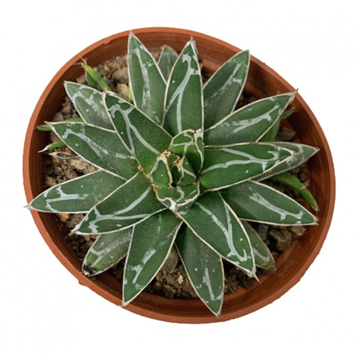 Assorted Agave Cactus