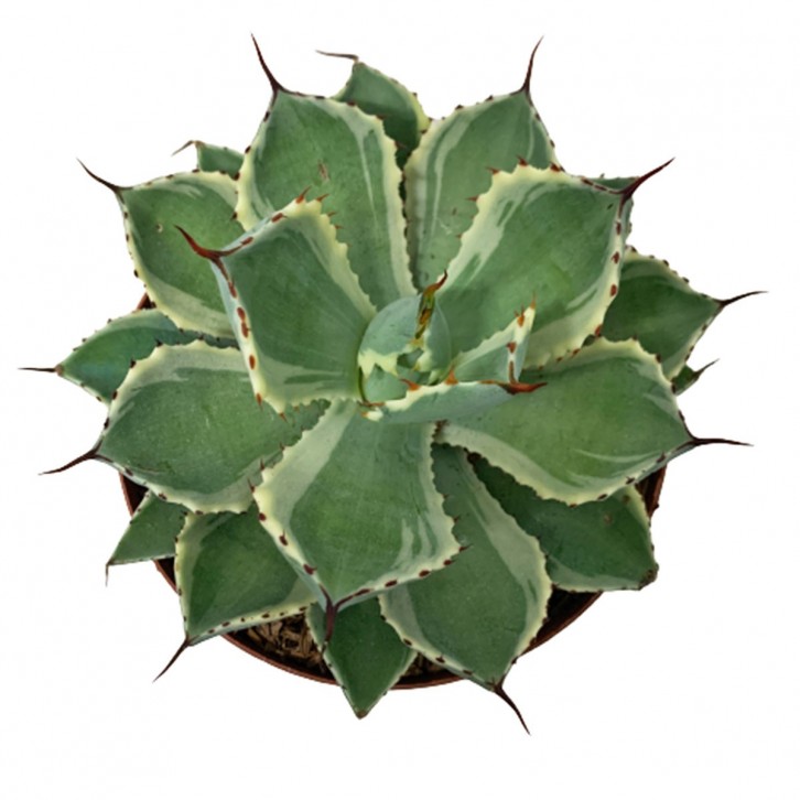 Assorted Agave Cactus