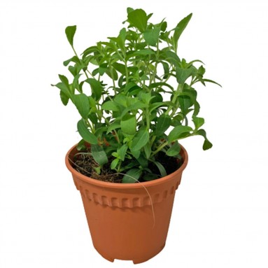 Stevia Rebaudiana 甜菊草