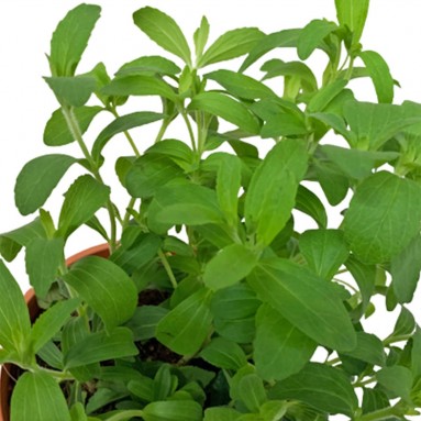 Stevia Rebaudiana 甜菊草