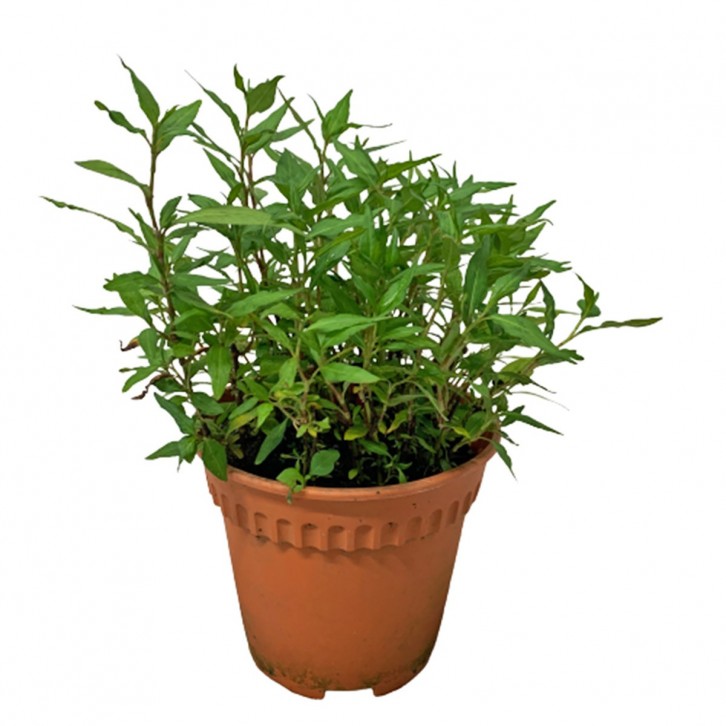 Laksa Leaf 叻沙叶 (Persicaria Odorata)