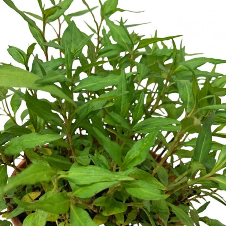 Laksa Leaf 叻沙叶 (Persicaria Odorata)