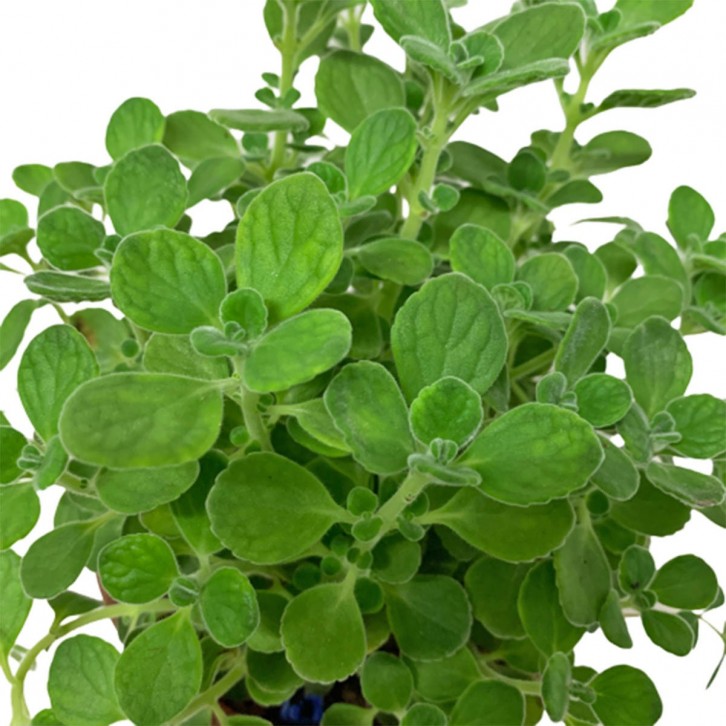 Mexican Mint 墨西哥薄荷 (Plectranthus amboinicus)