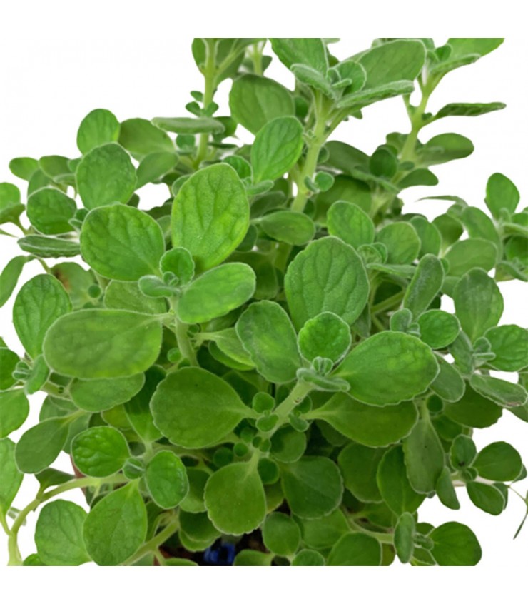 Mexican Mint 墨西哥薄荷 (Plectranthus amboinicus)