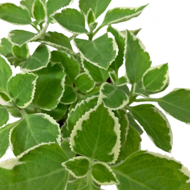 Mexican Mint 墨西哥薄荷 (Plectranthus amboinicus)