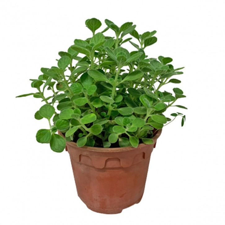 Mexican Mint 墨西哥薄荷 (Plectranthus amboinicus)