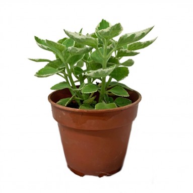 Mexican Mint 墨西哥薄荷 (Plectranthus amboinicus)