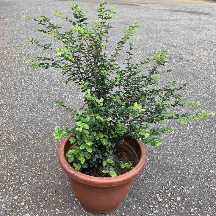 Malpighia Coccigera 满天星草药 (Singapore Holly)