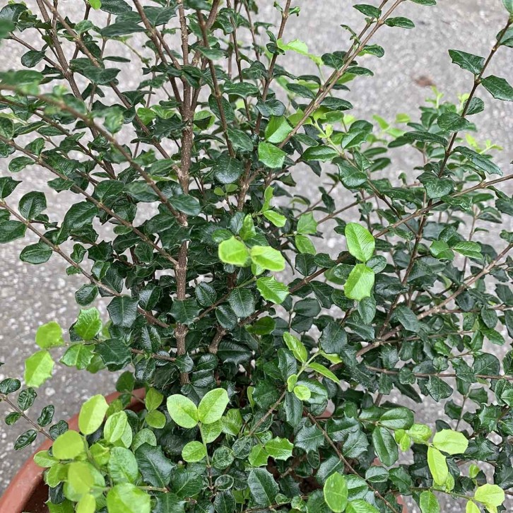 Malpighia Coccigera 满天星草药 (Singapore Holly)