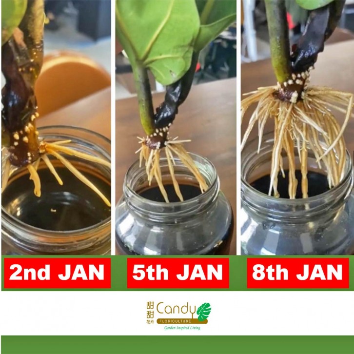 Organic Microbial - Organic Liquid Gold (Jacko)