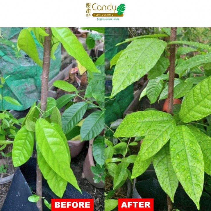 Organic Microbial - Organic Liquid Gold (Jacko)