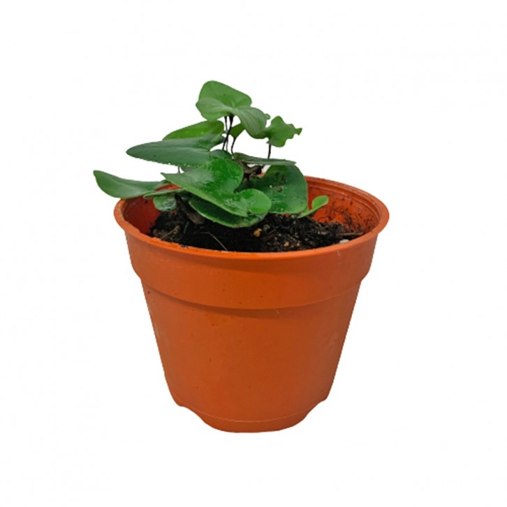 Heart Fern (Hemionitis Arifolia)