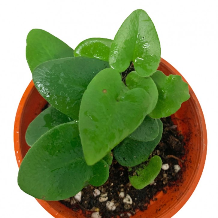 Heart Fern (Hemionitis Arifolia)