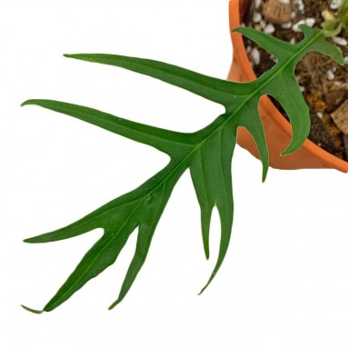 Philodendron Tortum