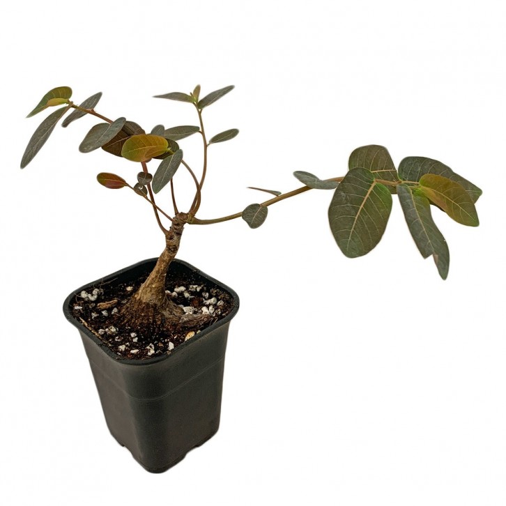 Phyllanthus Mirabilis