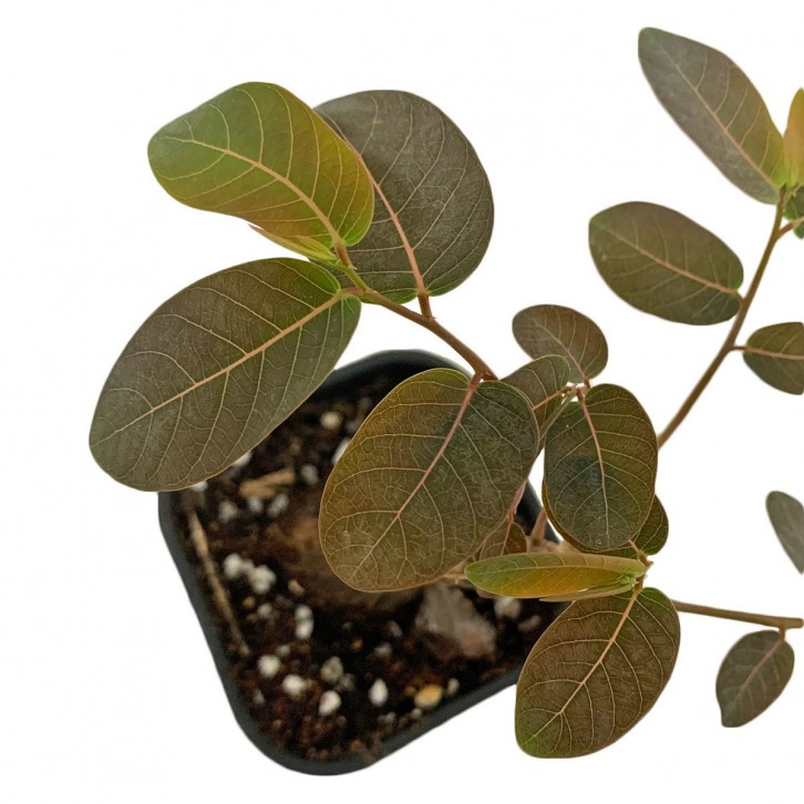 Phyllanthus Mirabilis