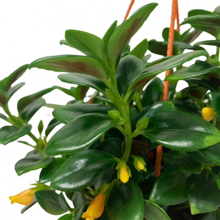 Nematanthus (Goldfish Plant)